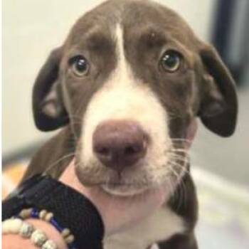 Isabella -  Mixed Breed Dog for Adoption - Isabella | PetCurious