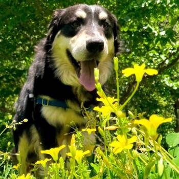 Shepherd and Mixed Breed Dogs Available for Adoption in Falls Church, Virginia - Chong | PetCurious