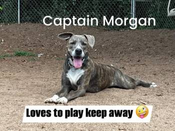 Rescue Boxer Dogs for Adoption in Rutherfordton, North Carolina - Captain Morgan | PetCurious