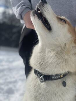 Husky and Shepherd Dogs Available for Adoption in Trenton, Maine - Dougie | PetCurious