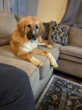 Rescue Anatolian Shepherd and Hound Dogs for Adoption in Sonora, California - Maxx | PetCurious