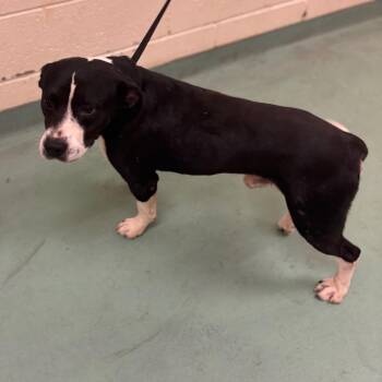 Mixed Breed Dogs Available for Adoption in Memphis, Tennessee - Peewee | PetCurious