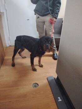 Rescue Rottweiler Dogs for Adoption in Petersburg, Virginia - Fiona | PetCurious