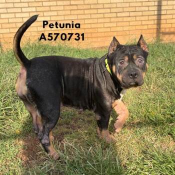 PETUNIA -  Pit Bull Terrier and Mixed Breed Dog for Adoption - PETUNIA | PetCurious