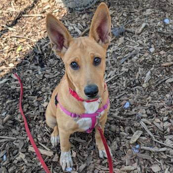 Salt -  Shepherd and Mixed Breed Dog for Adoption in Briarcliff Manor, New York - Salt | PetCurious