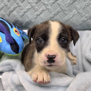 Mixed Breed Dogs Available for Adoption in Jacksboro, Tennessee - Mazda | PetCurious