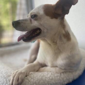 Manard -  Chihuahua and None Dog for Adoption in Birmingham, Alabama - Manard | PetCurious