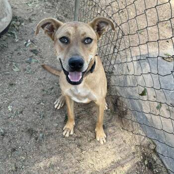 Rescue Cattle Dog Dogs for Adoption in Stephenville, Texas - Lucky | PetCurious