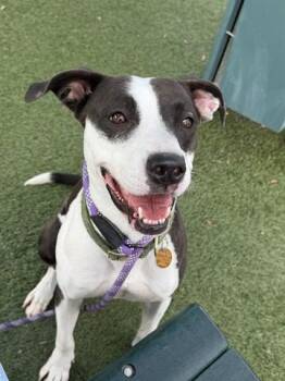Pit Bull Terrier and Mixed Breed Dogs Available for Adoption - THEA | PetCurious