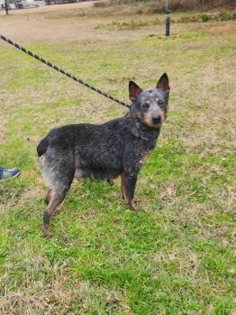 Rescue Australian Cattle Dog Blue Heeler Dogs for Adoption in Silsbee, Texas - Julie | PetCurious