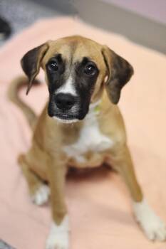 Amour in NH. Come Meet our Adoptable Dogs Wednesday-Saturday. Mo -  Boxer Dog for Adoption in Manchester, New Hampshire - Amour In NH. Come Meet Our Adoptable Dogs Wednesday-Saturday. Mo | PetCurious