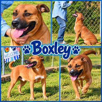 Boxley -  Pit Bull Terrier Dog for Adoption in Wedowee, Alabama - Boxley | PetCurious