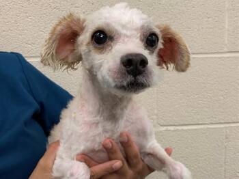 GASPACHO -  Poodle and Mixed Breed Dog for Adoption in Moreno Valley, California - GASPACHO | PetCurious
