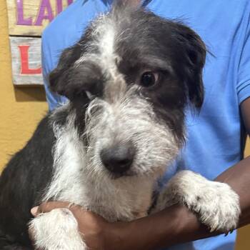 Gonzo - Local October 9-11 -  Wire Fox Terrier Dog for Adoption in Brookshire, Texas - Gonzo - Local October 9-11 | PetCurious