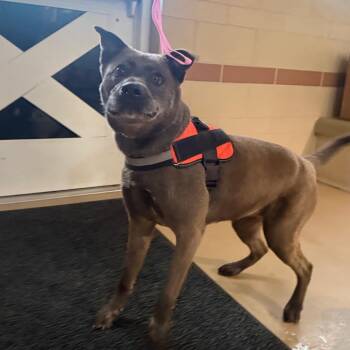 Dixie -  Mixed Breed Dog for Adoption in Winston-salem, North Carolina - Dixie | PetCurious