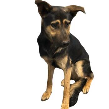 Lay -  German Shepherd Dog Dog for Adoption in Red Bluff, California - Lay | PetCurious