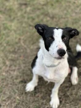 Rescue Border Collie and Mixed Breed Dogs for Adoption in Yakima, Washington - Pat | PetCurious