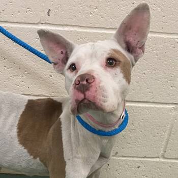 Rescue Mixed Breed Dogs for Adoption in Memphis, Tennessee - Cynthia | PetCurious