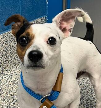 Lucas -  Jack Russell Terrier Dog for Adoption in Golden, Colorado - Lucas | PetCurious