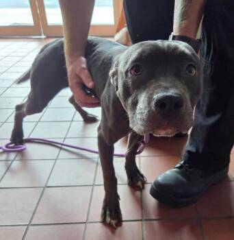 Minnie -  Pit Bull Terrier Dog for Adoption in Salisbury, Maryland - Minnie | PetCurious