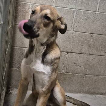 Rescue Mixed Breed Dogs for Adoption in Yuma, Arizona - Bruno | PetCurious