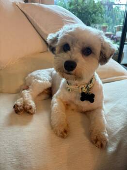 Miniature Poodle Dogs Available for Adoption in Houston, Texas - Ziggy | PetCurious