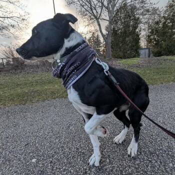 Mixed Breed and English Pointer Dogs Available for Adoption in Mississauga, Ontario - Dixi | PetCurious