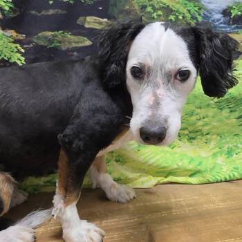 Beananna -  Bernese Mountain Dog and Miniature Poodle Dog for Adoption in Normal, Illinois - Beananna | PetCurious