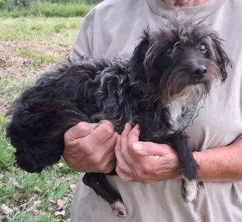 Daisy -  Terrier Dog for Adoption in Mcconnelsville, Ohio - Daisy | PetCurious