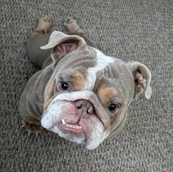 Bowser -  English Bulldog Dog for Adoption in La Verne, California - Bowser | PetCurious