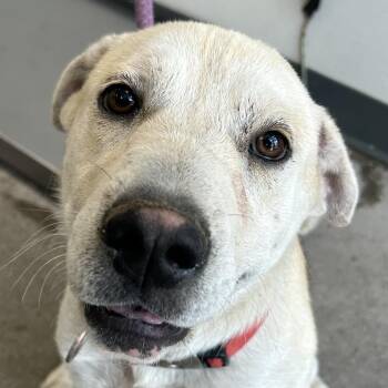 108267 -  Mixed Breed Dog for Adoption in Las Cruces, New Mexico - 108267 | PetCurious