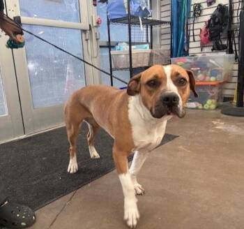 Mixed Breed Dogs Available for Adoption - CHULA | PetCurious