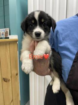 Ernie -  Australian Shepherd and Mixed Breed Dog for Adoption in Chattanooga, Tennessee - Ernie | PetCurious