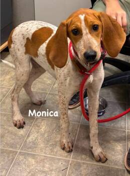 Monica - At shelter available 7/17 -  Hound Dog for Adoption in Rustburg, Virginia - Monica - At Shelter Available 7/17 | PetCurious