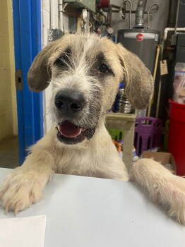 Rescue Irish Wolfhound Dogs for Adoption in St. Helens, Oregon - Flower | PetCurious