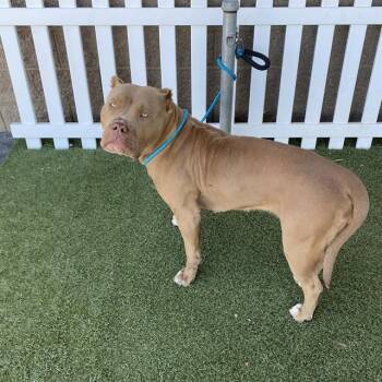 A611102 -  Pit Bull Terrier Dog for Adoption in Modesto, California - A611102 | PetCurious