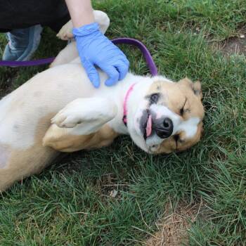 Zuri -  Husky and Mixed Breed Dog for Adoption in Champaign, Illinois - Zuri | PetCurious