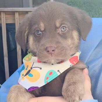 Mixed Breed Dogs Available for Adoption - Marlin | PetCurious