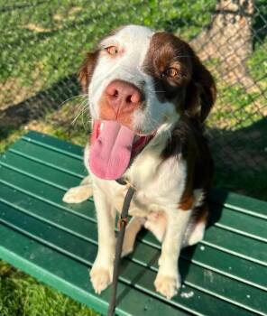 Wesley -  Spaniel Dog for Adoption in Evansville, Indiana - Wesley | PetCurious