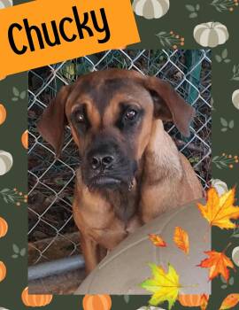Rescue Labrador Retriever and Hound Dogs for Adoption in Ringwood, New Jersey - Chucky | PetCurious