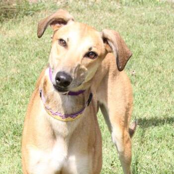 Honey -  Greyhound and Coonhound Dog for Adoption in Goshen, Indiana - Honey | PetCurious