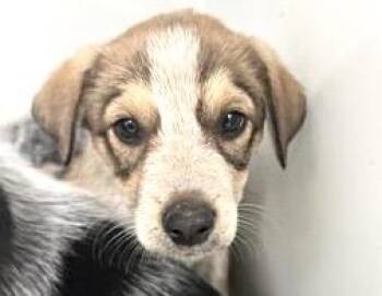 Australian Cattle Dog Blue Heeler and Mixed Breed Dogs Available for Adoption in Houston, Texas - CRICKET | PetCurious