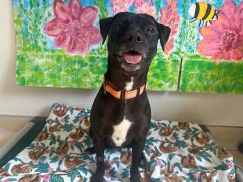 Pit Bull Terrier and Mixed Breed Dogs Available for Adoption in Mckinleyville, California - CLEMENTINE | PetCurious