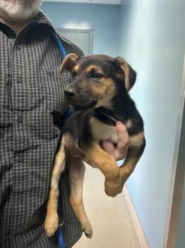Mixed Breed Dogs Available for Adoption in Newton, North Carolina - VALORIE | PetCurious