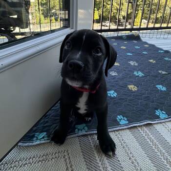Java -  Black Labrador Retriever Dog for Adoption in Charlotte, North Carolina - Java | PetCurious