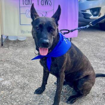 Leila (Reduced Rover) -  Dutch Shepherd and Mixed Breed Dog for Adoption in Abbotsford, British Columbia - Leila (Reduced Rover) | PetCurious