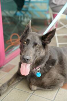 Harley -  German Shepherd Dog Dog for Adoption in Pasadena, California - Harley | PetCurious