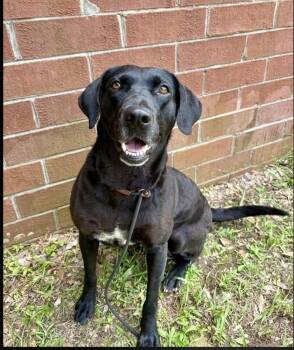 Zelda -  Black Labrador Retriever Dog for Adoption in Monticello, Minnesota - Zelda | PetCurious
