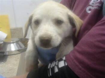 Labrador Retriever and Mixed Breed Dogs Available for Adoption in Albuquerque, New Mexico - PETER PAN | PetCurious