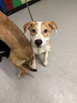 Pit Bull Terrier Dogs Available for Adoption in Indianapolis, Indiana - APPLE | PetCurious